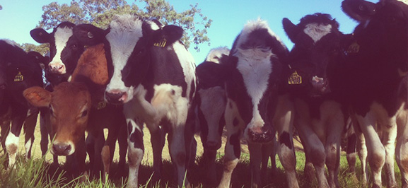 Work and travel in Australien - Farmwork Cows